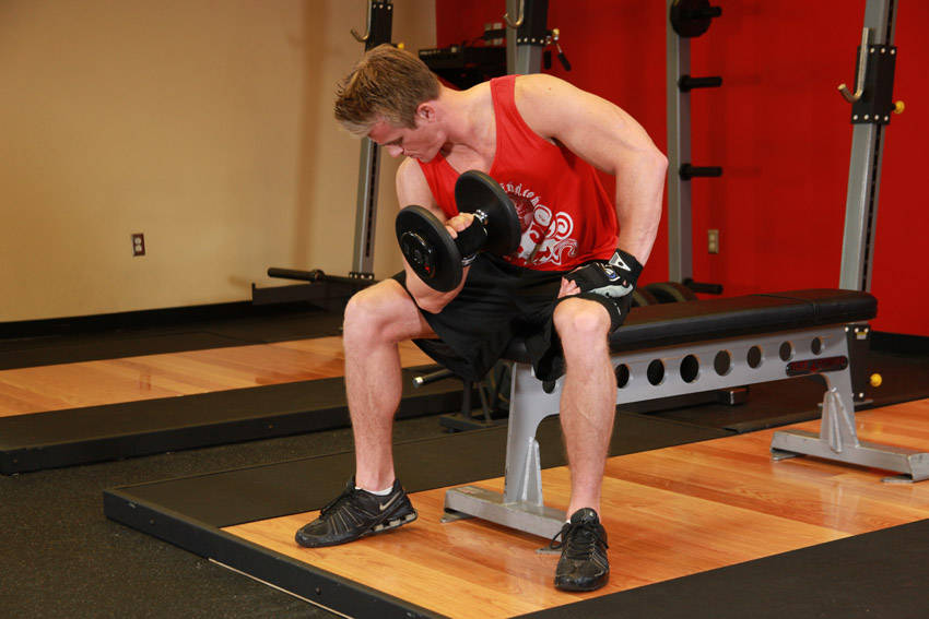 Concentration Curls - Finish position