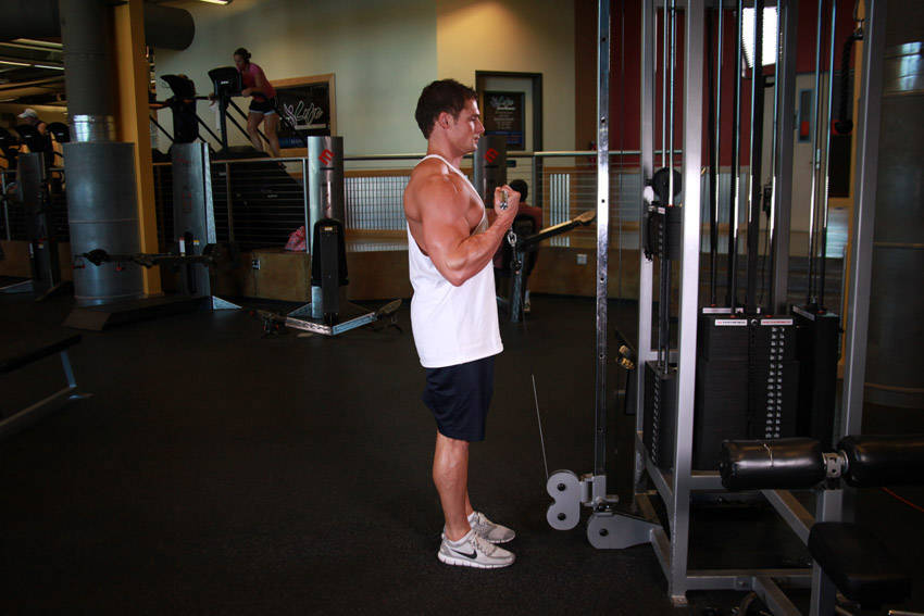 Cable Curl - Finish position